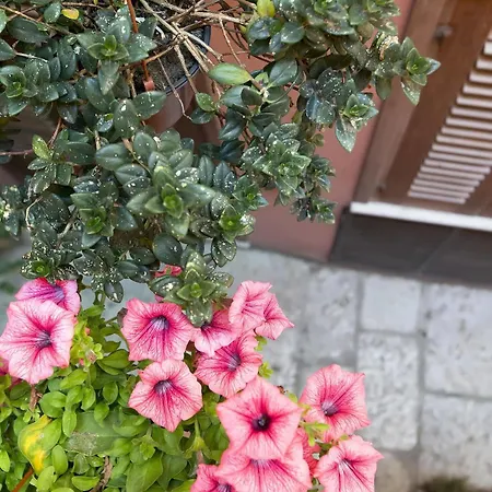 Il Cortile Fiorito *
